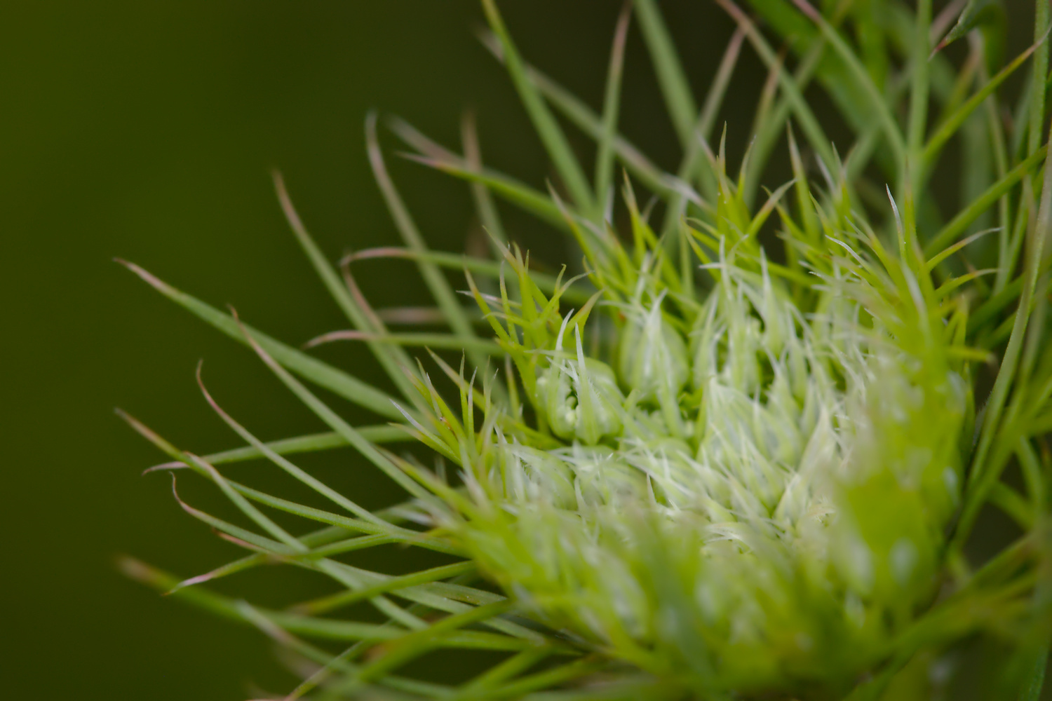 Blooming Carrot